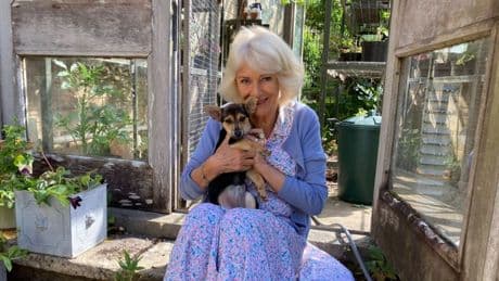 Neues Familienmitglied der Royals: Königin Camilla zeigt ihren Hund Moley