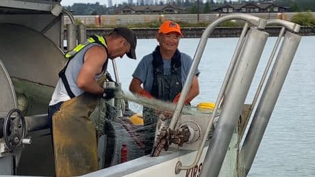 Fraser River sockeye salmon run smashing pre-season predictions