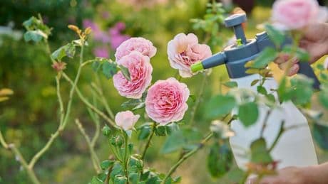 Gartentipps: Rosendüngen mit Milch: Geht diese Rechnung wirklich auf?