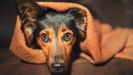 Voici comment calmer votre chien si un orage éclate