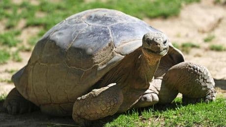 Bejaarde schildpad neemt na 67 jaar de benen uit woning in Saaksum: ’Hij kan niet zwemmen’