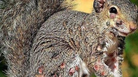Tavşandan sonra şimdi de 'zombi sincap' alarmı: Bahçelerde korku saçıyorlar!