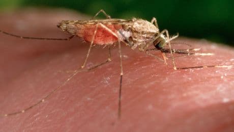 Swiss medicines authority issues first approval for antimalarial drug for treatment of infants
