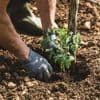 Cinq gestes indispensables pour planter vos tomates