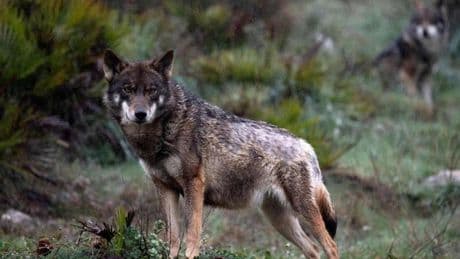El Grupo Lobo de Euskadi denuncia ante la Fiscalía de Medio Ambiente la caza furtiva de un ejemplar en Armañón