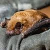 Tiere auf Quartiersuche: Verirrte Fledermaus in der Wohnung - Stadt gibt Tipps