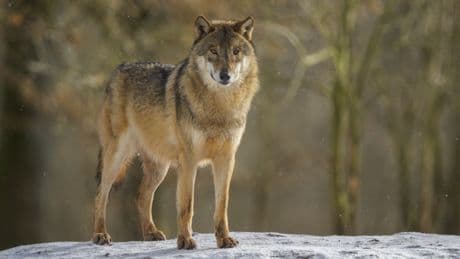 New study raises questions about effectiveness of wolf hunting as a tool to help ranchers