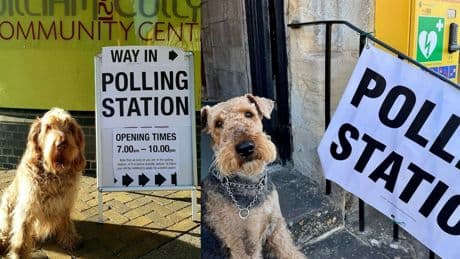Dogs pose outside polling stations as owners urge voters to do ‘civic duty’