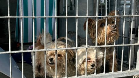 Animal shelters surge with abandoned pets after owners are detained or deported in ICE immigration raids