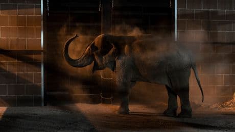Privat-Zoo in Mexiko evakuiert - Elefant, Tiger und Co. müssen vor Drogen-Krieg flüchten