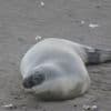 Zeldzame zeehond uit Noordpool-gebied gespot in Oostende: ‘Nog maar vijfde keer dat aan onze kust een klapmuts opduikt’