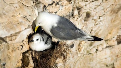 Scottish ministers urged to rethink ‘poor decision’ on guga hunt licence