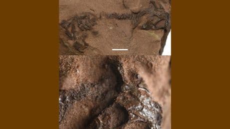 England: Sensationsfund – Echsen-Skelett ist 242 Millionen Jahre alt