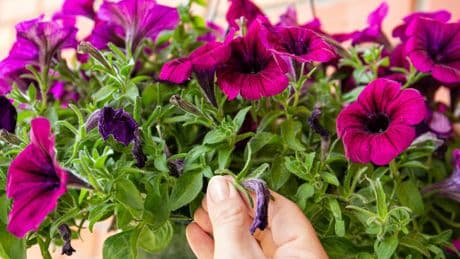 Für endlose Blütenpracht: Diese Blumen benötigen jetzt extra Pflege