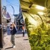 Van wietkwekende senioren tot knokkende bellenblazers: dit zijn de 11 strafste rechtszaken van het jaar