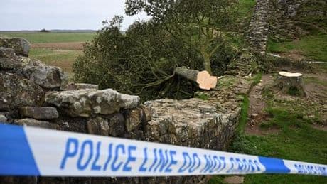 Après la destruction du « Sycamore Gap Tree », la Grande-Bretagne s’interroge sur la protection de ses arbres les plus précieux