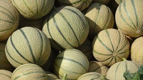 Poids, origine et pédoncule: voici ce qu'il faut impérativement regarder pour bien choisir son melon