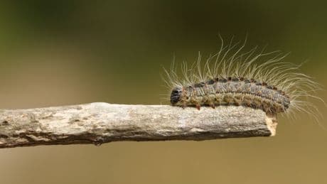 Vorsicht, hochgefährlich: Wer diese Raupe im Garten sieht, muss sofort handeln