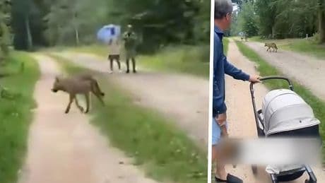 Wolf loopt brutaal langs kinderwagen Utrechtse Heuvelrug