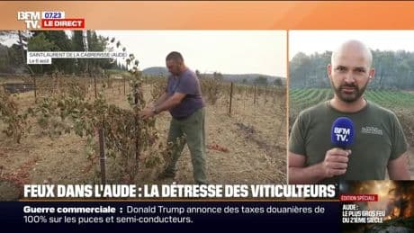 "80% de nos vignes ont été touchées": la détresse des viticulteurs face à l'incendie dans l'Aude