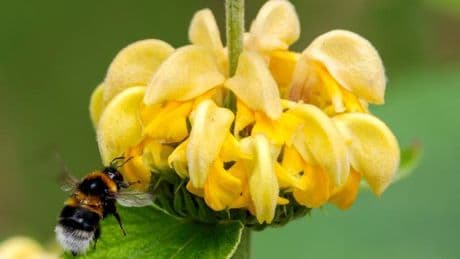 Wildbienen-Monitoring: Für die Wissenschaft: aktuelle Bilder von Hummeln gesucht