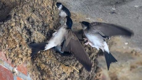 Mitmach-Aktion: Vögel zählen - NABU startet "Stunde der Gartenvögel"