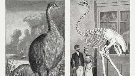 A Biologist Spotlights The Biggest Bird The World Has Ever Known. Hint: It Went Extinct During The Dark Ages