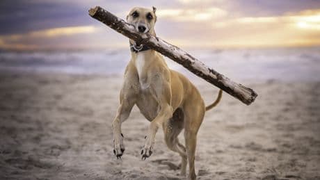 Hunde am Strand: Diese Regeln müssen Sie in Deutschland beachten