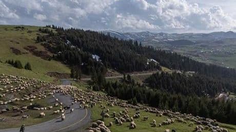 Yabancı çoban istihdamının, sektöre nefes aldırması bekleniyor