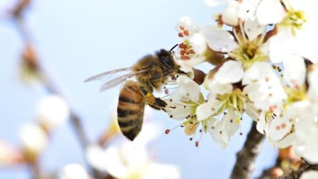 Charakterunterschiede im Bienenstock: Warum  manche Bienen stechen und manche nicht