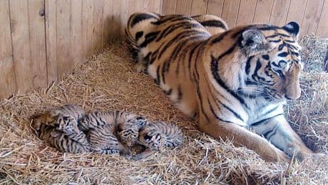 Tragischer Unfall: Drama im Zoo Magdeburg – Tigerin Stormi tötet aus Versehen ihr Junges