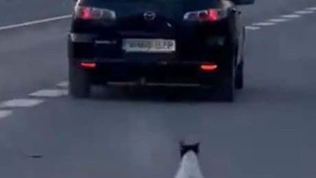 Un perro corre detrás del coche de su dueño que le acaba de abandonar en medio de la carretera