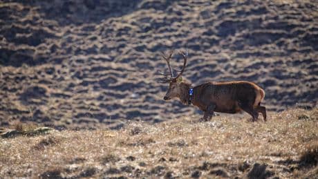 Highland red deer tracked by GPS in innovative study of behaviour