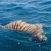 Fishermen are baffled as dead TIGER is spotted floating in the sea