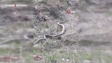 Erzurum'da 3 metre uzunluğunda yılan görüldü