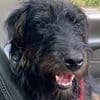 Horror as dog drowns after being thrown in river with weight tied around his neck