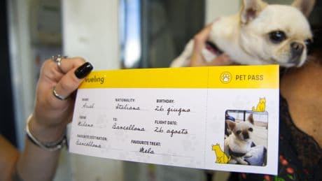 Giornata del Cane: i dati che non conosci e le mete da sogno per viaggiare insieme