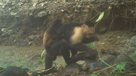 Makabre Marotte aus Langeweile: Tödliche Mode – Affenbabys als lebendes Accessoire