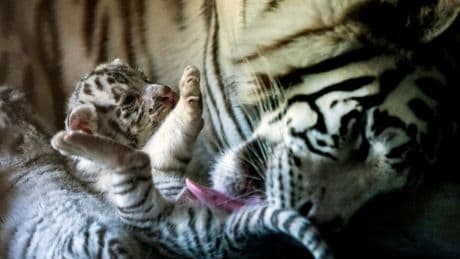 Une guerre des cartels force l'évacuation de 700 animaux sauvages d'un refuge mexicain