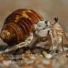 Three men held over suitcases stuffed with hermit crabs