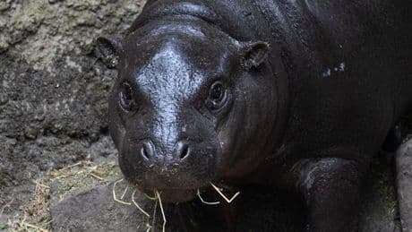 Tiere: Zwergflusspferd Toni: Frech, fit und fast erwachsen