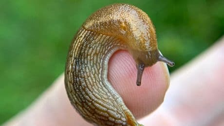 Sorry, But This Fact About Slugs Will Ruin Your Day