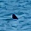 Chilling moment 5ft shark's dorsal fin is spotted just 30 feet from one of Britain's most popular beaches