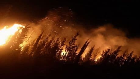 İzmir'de makilik ve ormanlık alanda yangın