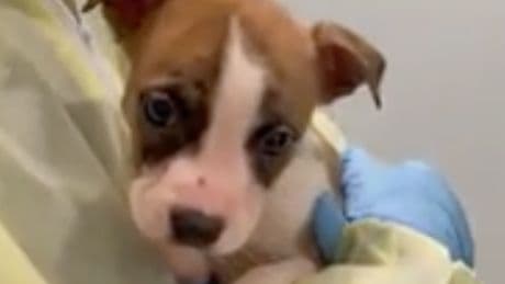 Parents claimed their pitbull puppy mauled their baby to death. Autopsy says that’s not true.