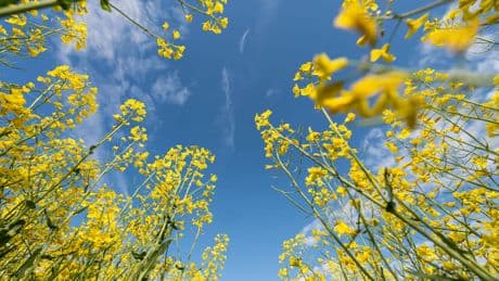 Frühlingswetter am Wochenende - Sommer, Sonne, Muttertag