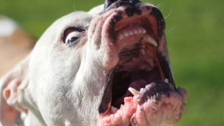 Dog rips into woman's face as she becomes 'human blanket' to shield niece, 4