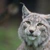 Dänemark: Zoo wirbt um Haustierspenden als Futter für Raubtiere