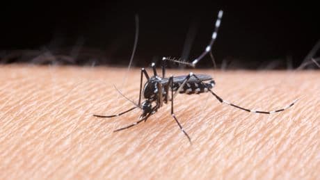 Dengue, chikungunya, Zika et virus du Nil occidental : quels sont les symptômes ?