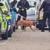 Baby girl, one, suffers 'serious and life-changing injuries to her face' in dog attack in front of horrified mother and grandfather who were also injured